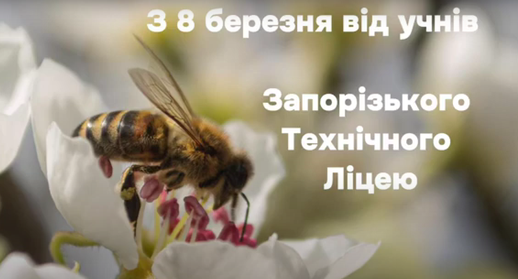 8032025ztlvitannya.png